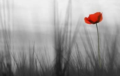 Compassion et gratitude